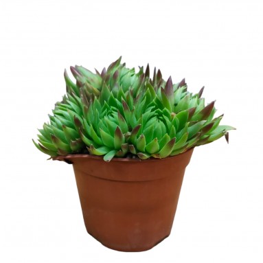 Sempervivum globiferum