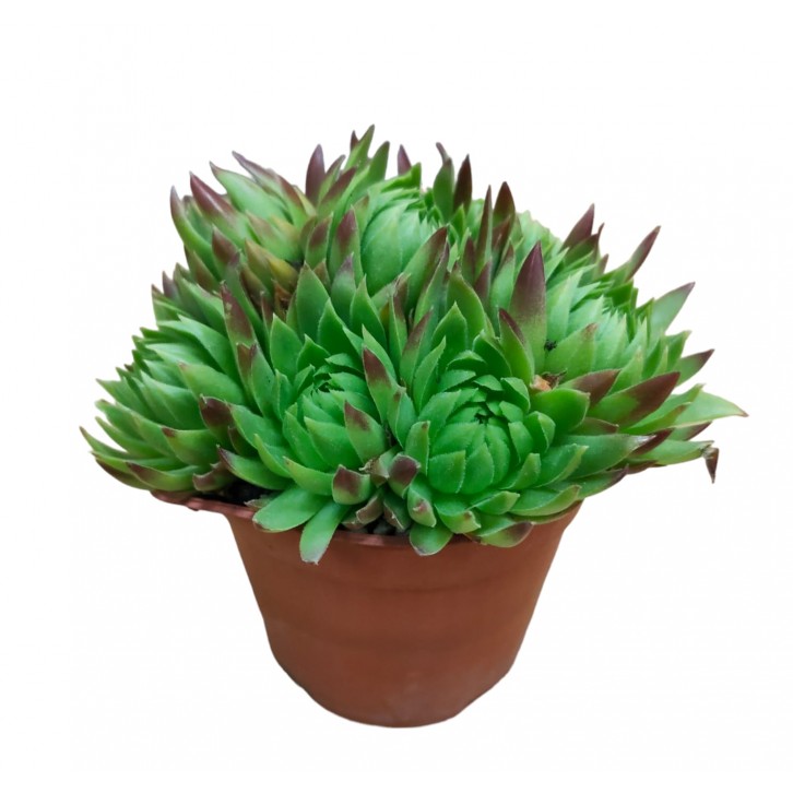 Sempervivum globiferum