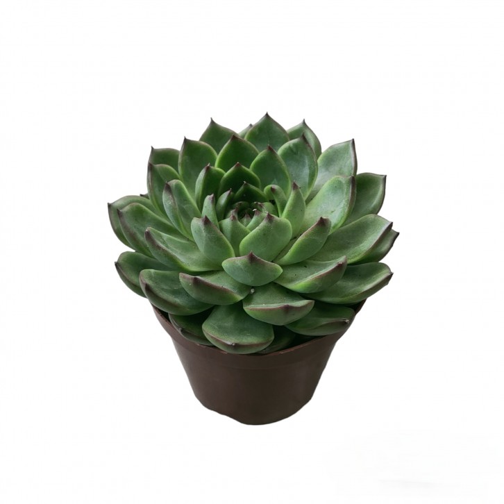Echeveria Agavoides Lipstick 口红