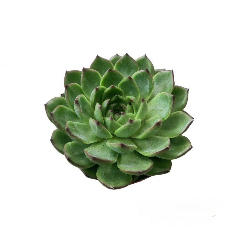 Echeveria Agavoides Lipstick 口红