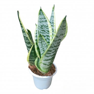 Sansevieria Superba 'Snow White'