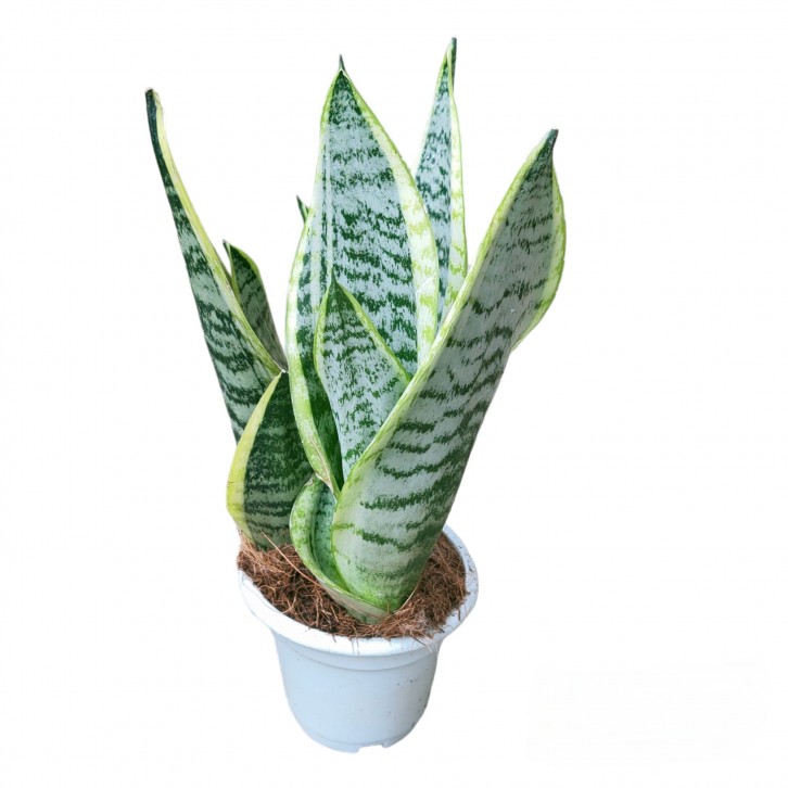 Sansevieria Superba 'Snow White'