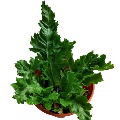 Asplenium 'AS09'