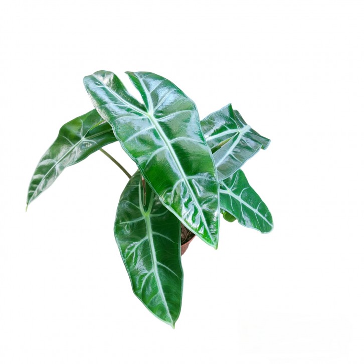 Alocasia Longiloba