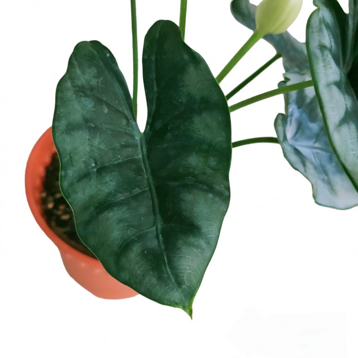 Alocasia Reversa