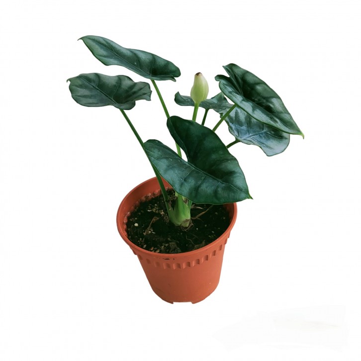 Alocasia Reversa