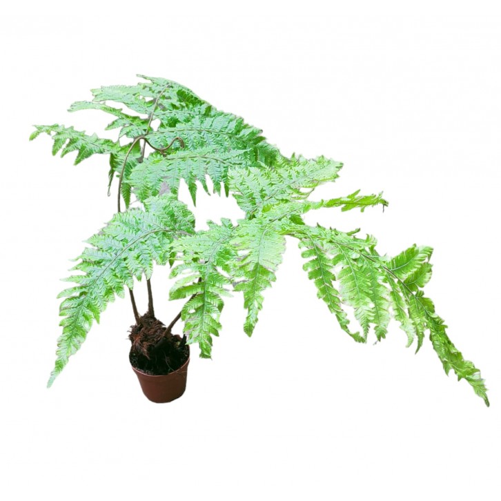 Dryopteris Expansa
