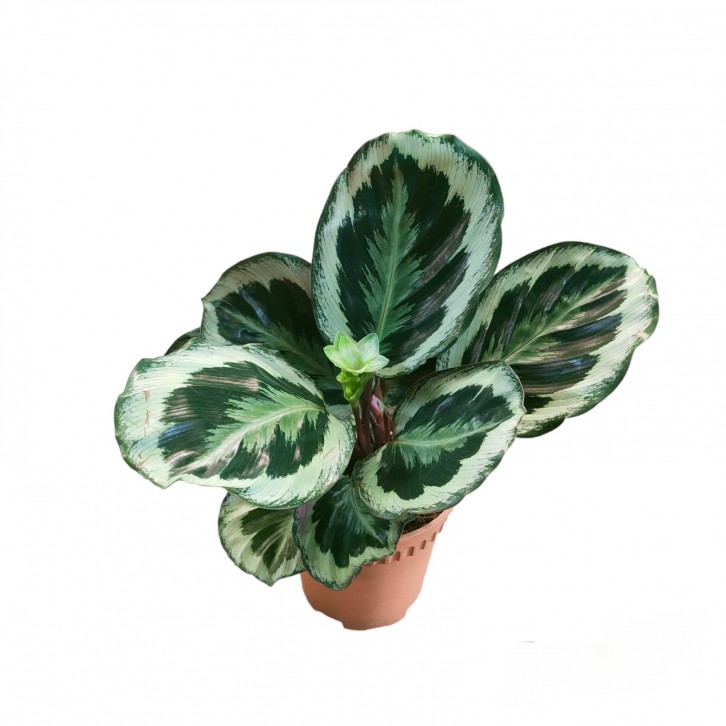 Calathea Marion