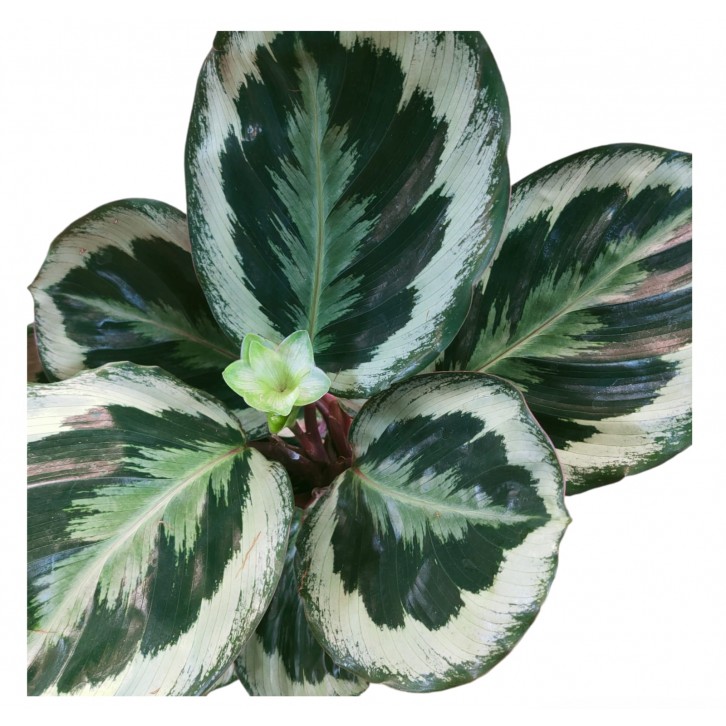 Calathea Marion