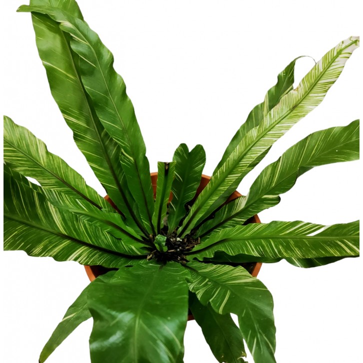 Asplenium Variegated