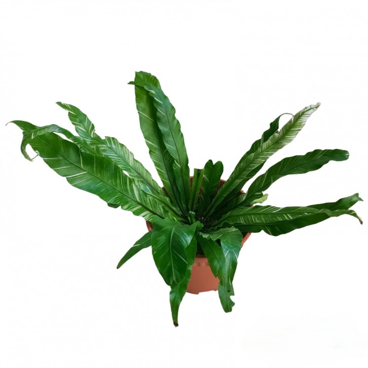 Asplenium Variegated