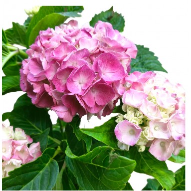 Potted Hydrangea 绣球花 (Assorted Colour)