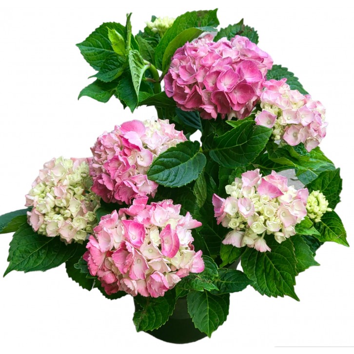 Potted Hydrangea 绣球花 (Blue Colour)