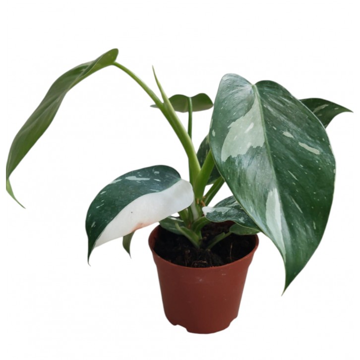 Philodendron White Princess