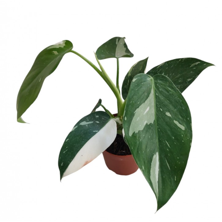 Philodendron White Princess
