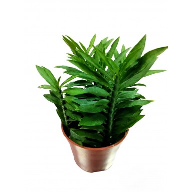 Euphorbia Tithymaloides