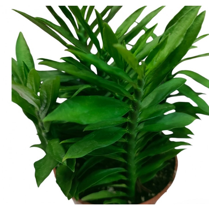 Euphorbia Tithymaloides