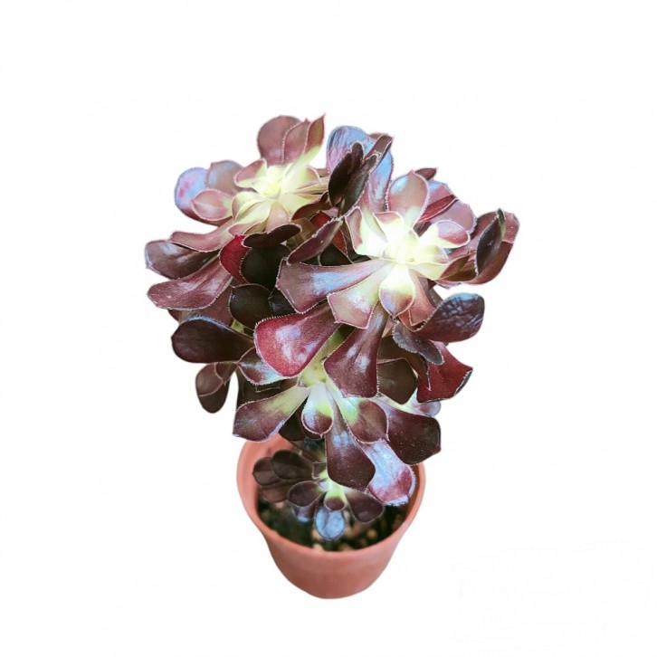 Aeonium