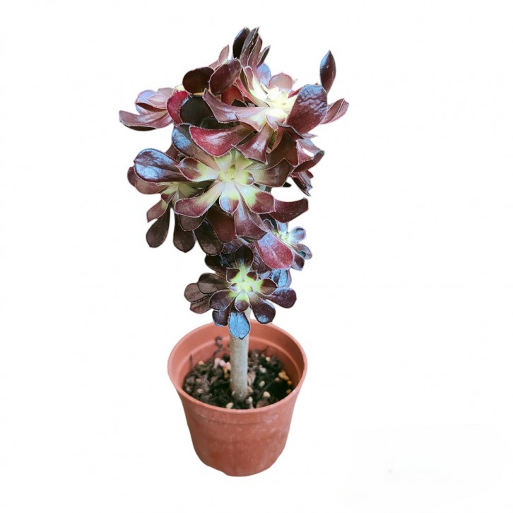 Aeonium