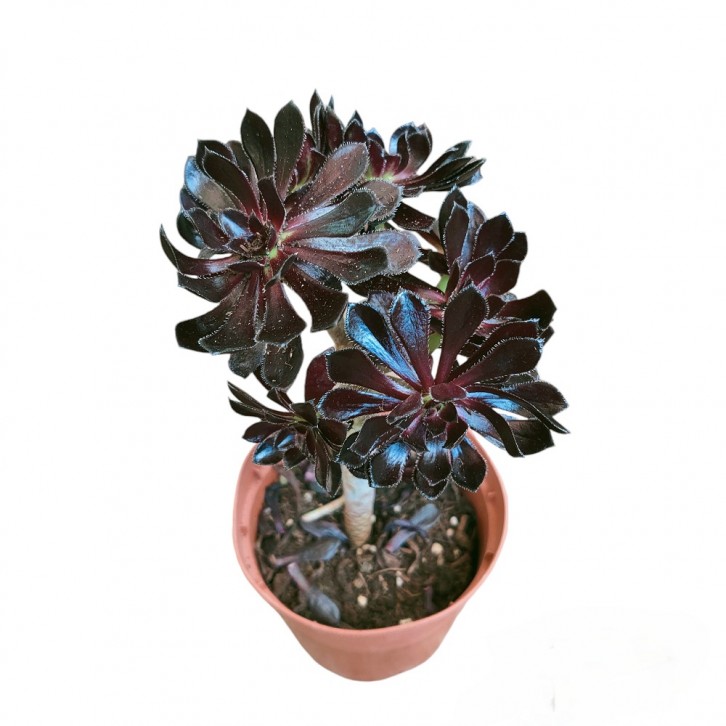 Aeonium