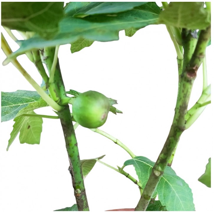 Fig (Ficus Carica)