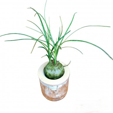 Ponytail Palm (Beaucarnea recurvata)