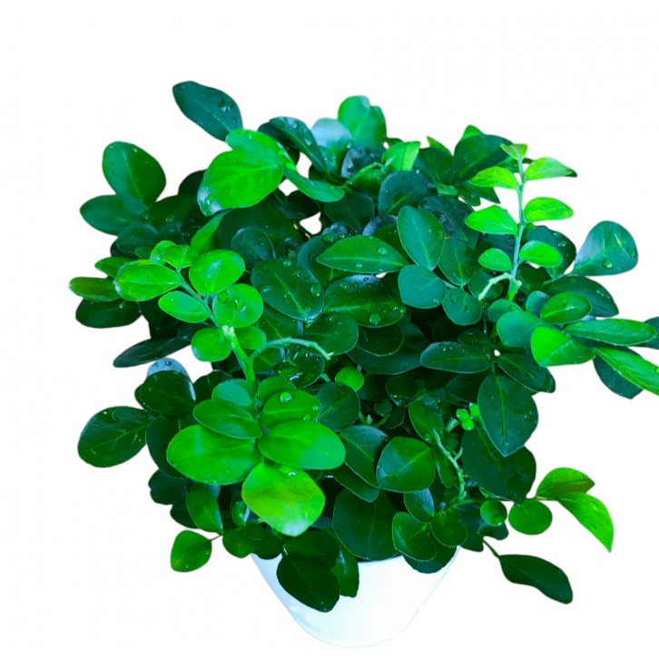 Murraya Paniculata (Orange Jessamine)