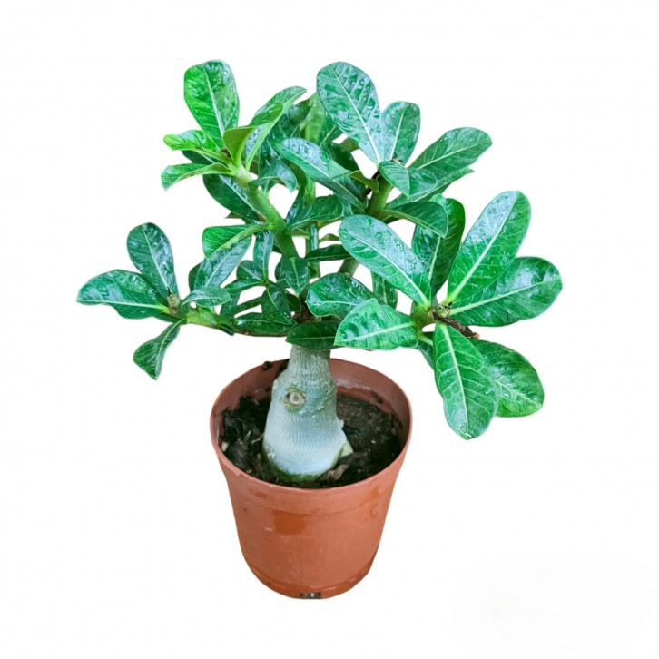 Adenium Obesum 富贵花 (Desert Rose)