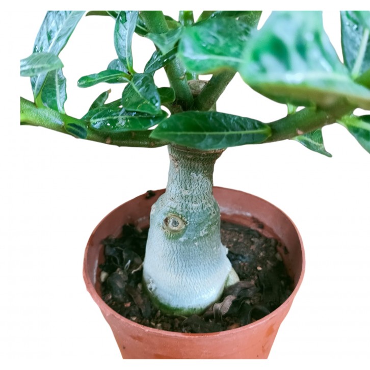 Adenium Obesum 富贵花 (Desert Rose)