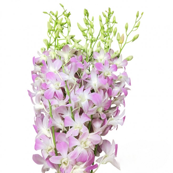 FreshCut Orchids