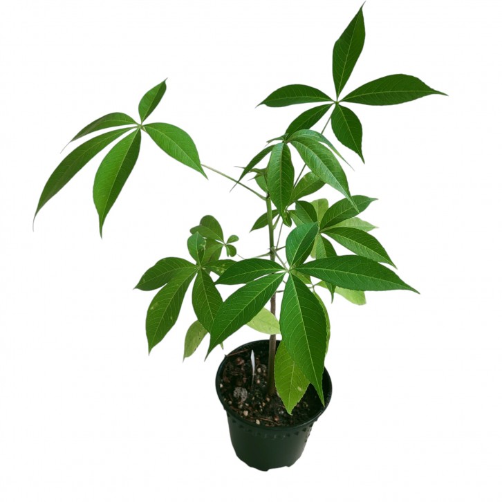 Ceiba Speciosa (Japan)