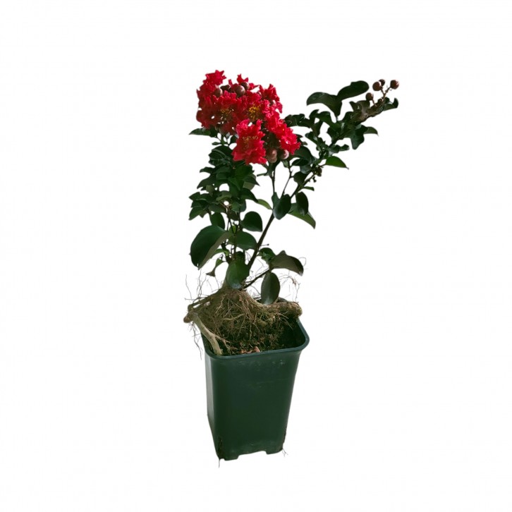 Lagerstroemia Bonsai (Crepe Myrtle)