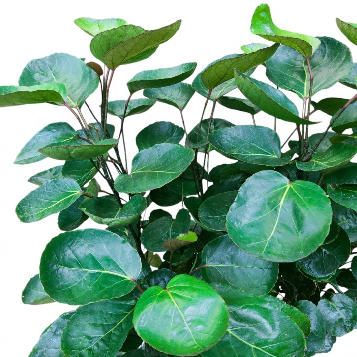 Polyscias Scutellaria (4158)