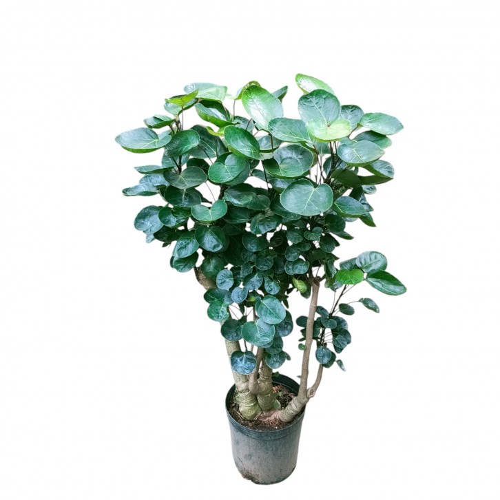 Polyscias Scutellaria (4158)