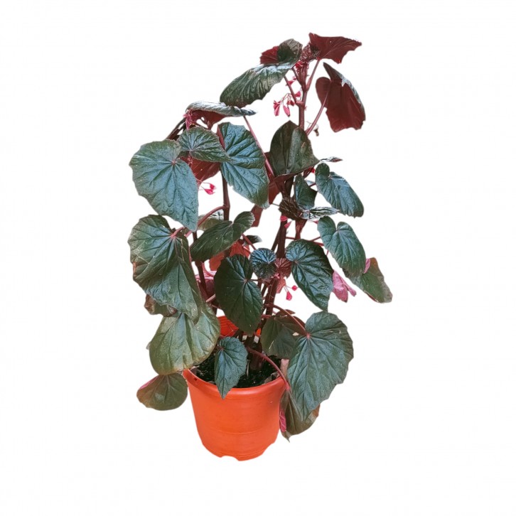 Begonia Burning Bush