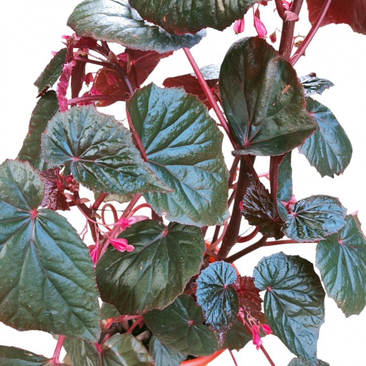 Begonia Burning Bush