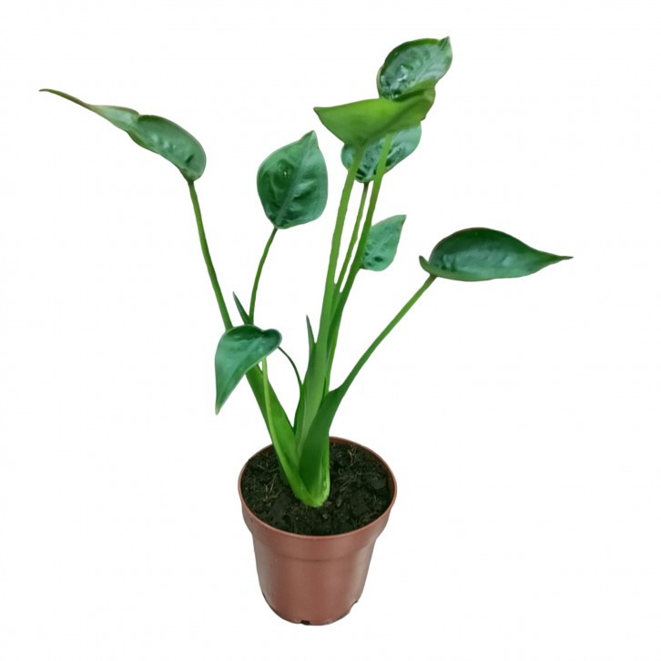 Alocasia Tiny Dancer