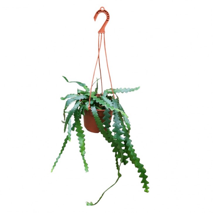 Fishbone Cactus (Disocactus Anguliger)