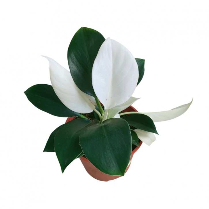 Philodendron White Congo