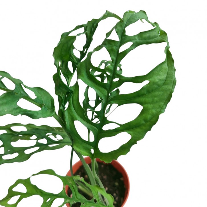 Monstera Obliqua