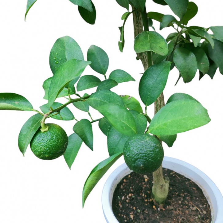 Yuzu 柚子 ゆず Citrus Junos (JAPAN)