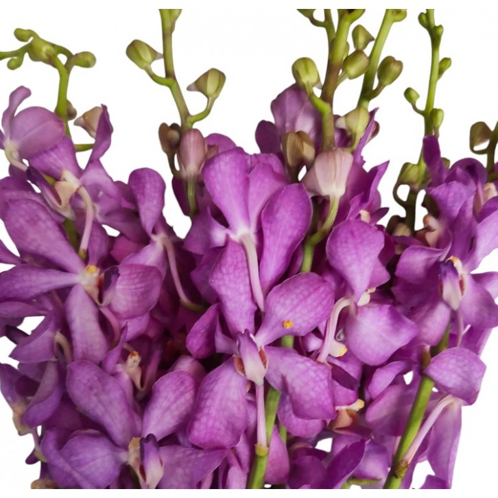 FreshCut Orchids