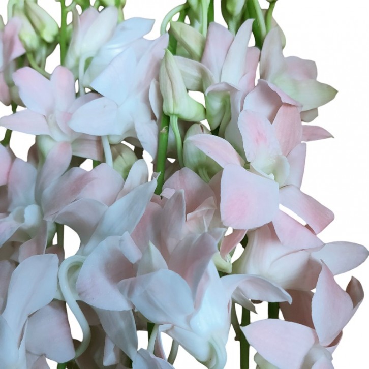 FreshCut Orchids