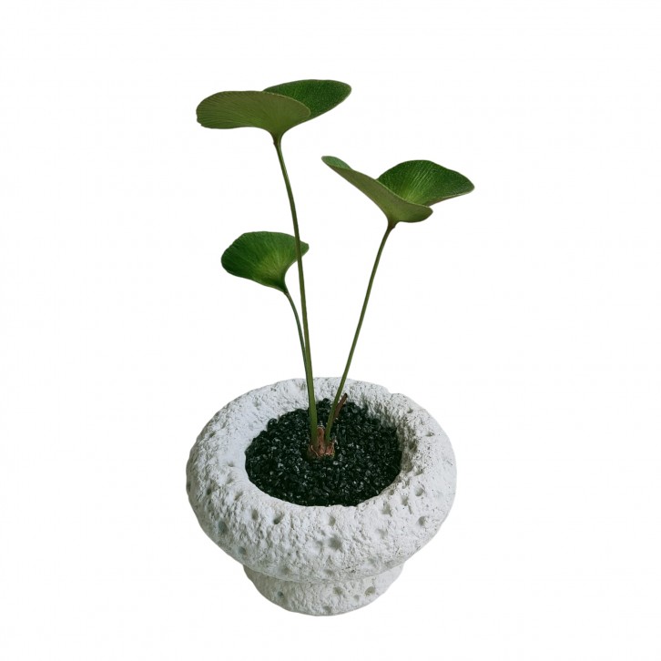 Zamia Furfuracea (Cardboard Palm)