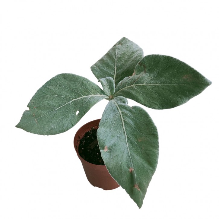 Sinningia Leucotricha 'Brazilian Edelweiss'