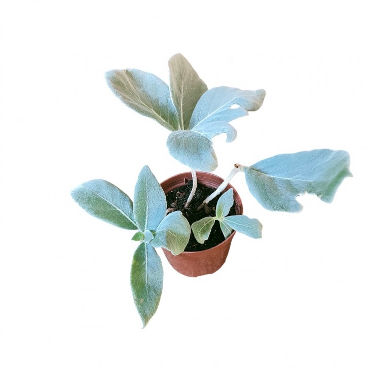 Sinningia Leucotricha 'Brazilian Edelweiss'