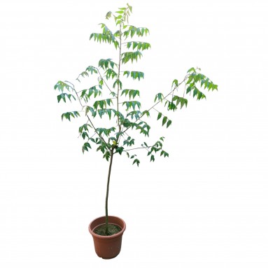 Neem Plant (Azadirachta indica)