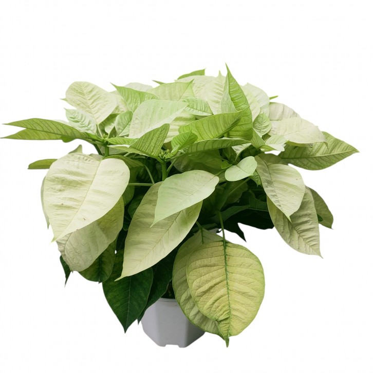 Poinsettia - Cream Variety (Euphorbia pulcherrima)