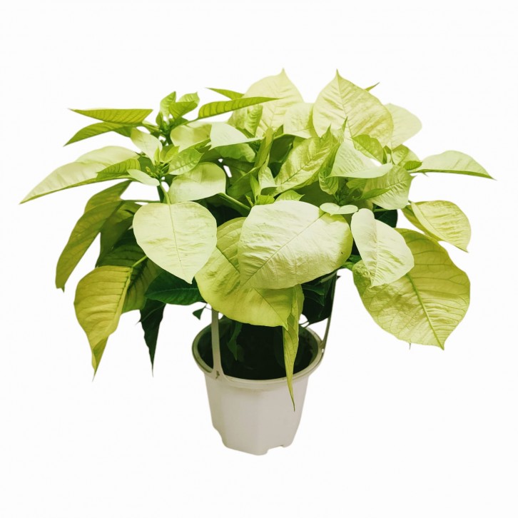 Poinsettia - Cream Variety (Euphorbia pulcherrima)