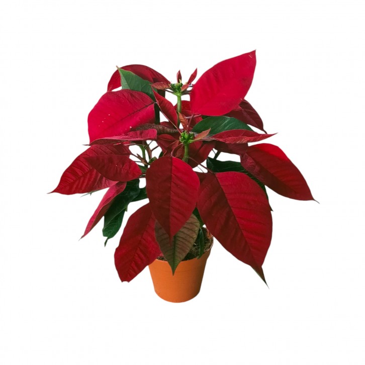 Red Poinsettia (Euphorbia Pulcherrima)